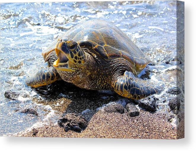  Turtle Canvas Print featuring the photograph The Yawn by Kimberly Reeves