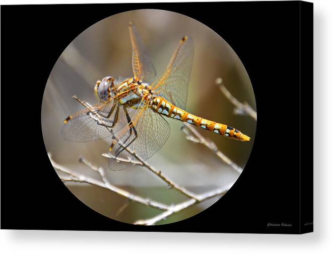Gibson Ranch Canvas Print featuring the photograph The Yellow Dragonfly by Christina Ochsner