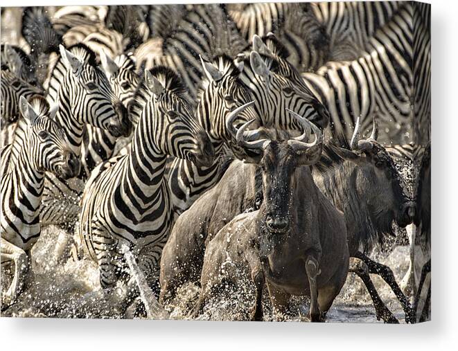 Etosha Canvas Print featuring the photograph The Zebra Rush by Paul W Sharpe Aka Wizard of Wonders