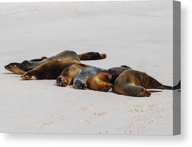 Galapagos Islands Canvas Print featuring the photograph Thigmotactics by Winnie Chrzanowski