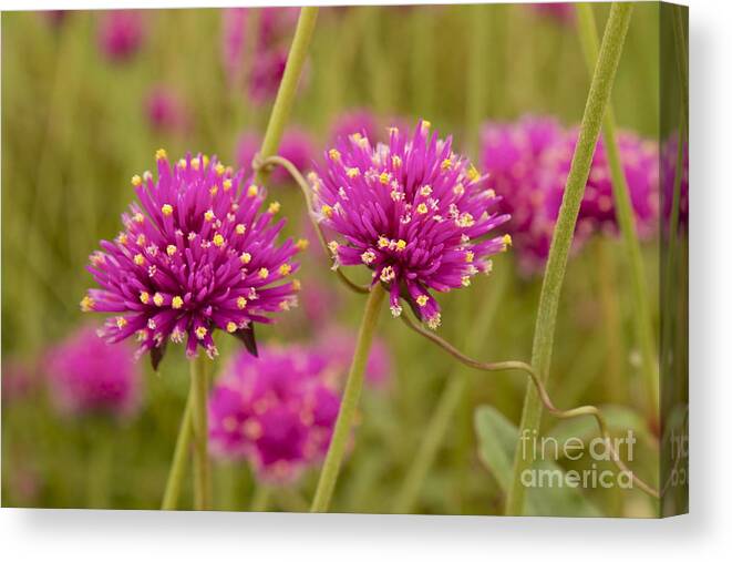 Pink Canvas Print featuring the photograph Tangled Up in Pink by Alice Mainville