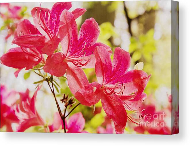 Brookside Gardens Canvas Print featuring the photograph Think Spring by Chris Scroggins