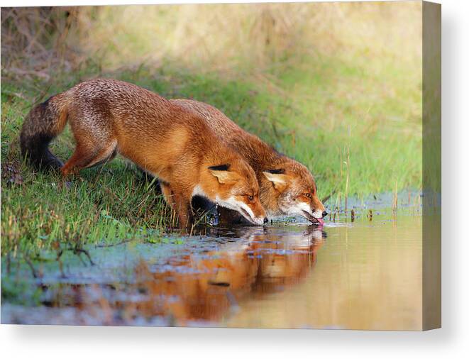 Fox Canvas Print featuring the photograph Thirsty by Pim Leijen