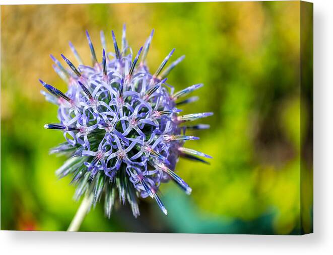 Thistle Canvas Print featuring the photograph Thistle in bloom by Andrew Lalchan