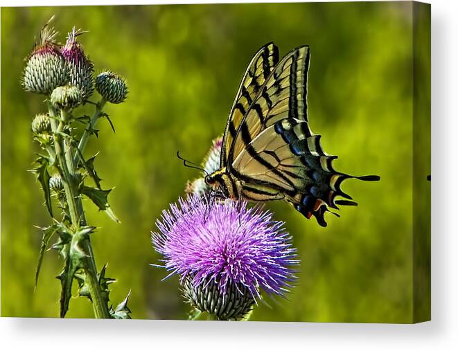 A Tiger Swallowtail (papilio Glaucus) Was Actively Feeding On A Purple Thistle Blossom During Peak Wildflower Season Canvas Print featuring the photograph Thistle Do Just Fine by Gary Holmes