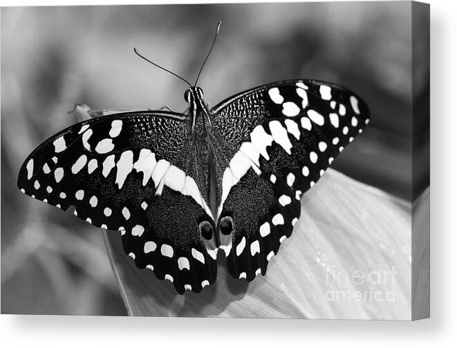 Thoas Swallowtail Butterfly Canvas Print featuring the photograph Thoas Swallowtail II by Tamara Becker