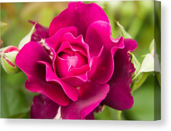 New England Canvas Print featuring the photograph Thorns have Roses by Jeff Folger