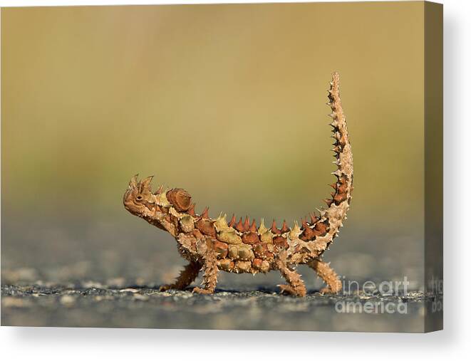 00462582 Canvas Print featuring the photograph Thorny Devil Displaying by Yva Momatiuk John Eastcott