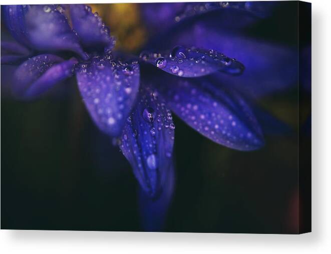 Flowers Canvas Print featuring the photograph Those Tears You Cry by Laurie Search