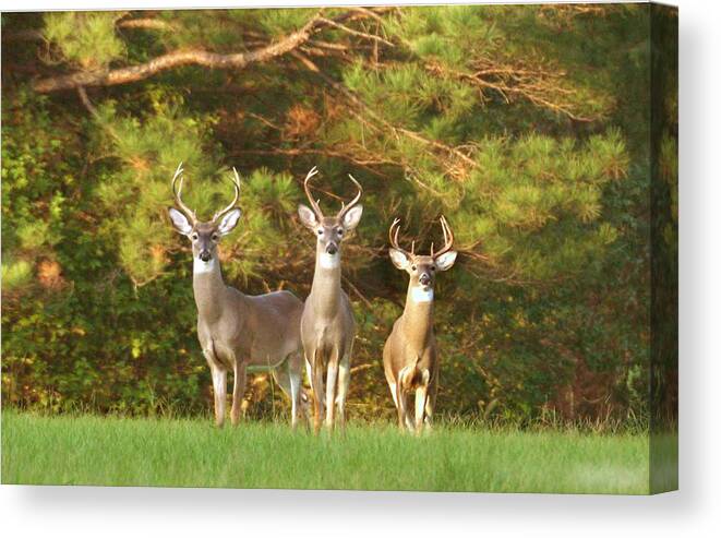 Whitetail Deer Canvas Print featuring the photograph Three Amigos by Robert Camp
