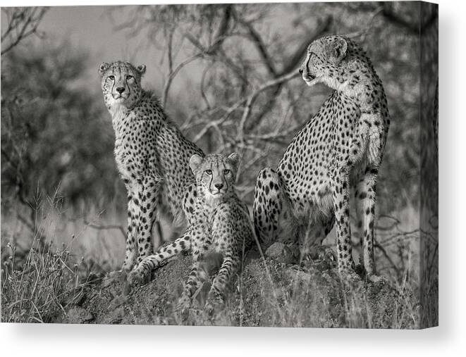 Nature Canvas Print featuring the photograph Three Cats by Jaco Marx