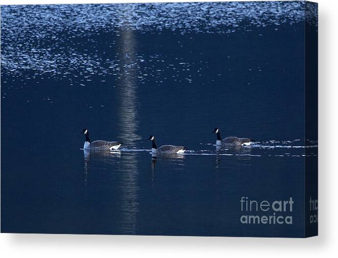 Cackling Geese Canvas Print featuring the photograph Three Geese Swimming by Sharon Talson