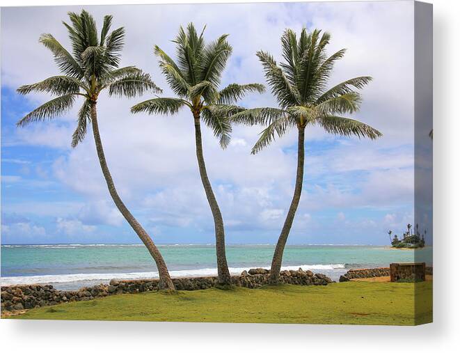 Water's Edge Canvas Print featuring the photograph Three Palm Trees by Daniela Duncan