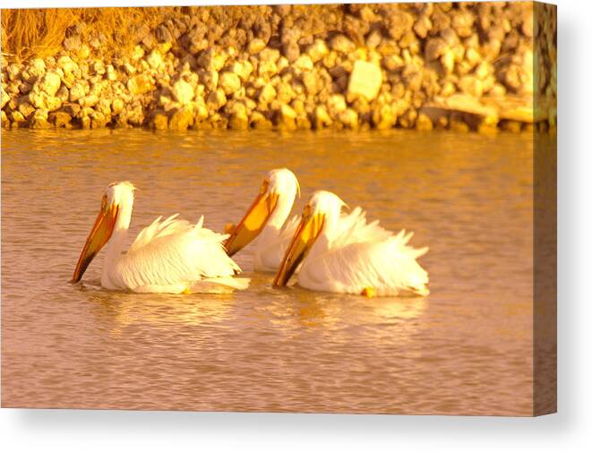 Birds Canvas Print featuring the photograph Three Pelicans Fishing by Jeff Swan