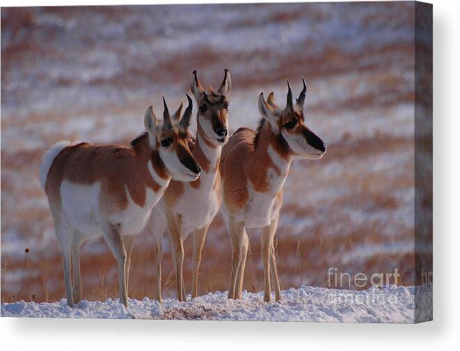 Crisp Canvas Print featuring the photograph Three Pronghorn by Joan Wallner