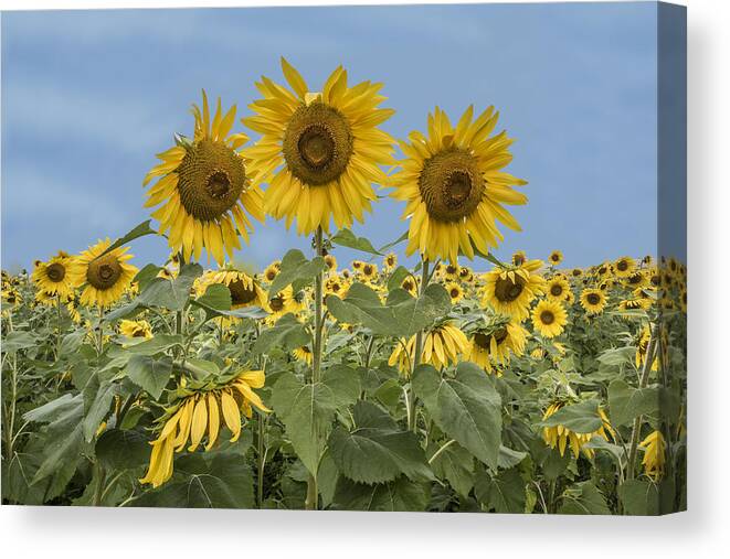 Plant Canvas Print featuring the photograph Three Sunflowers At The Front Of A Sunflower Field by William Bitman