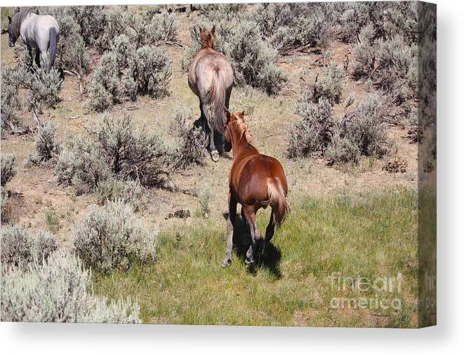 Horse Canvas Print featuring the photograph Through the Sage by Veronica Batterson