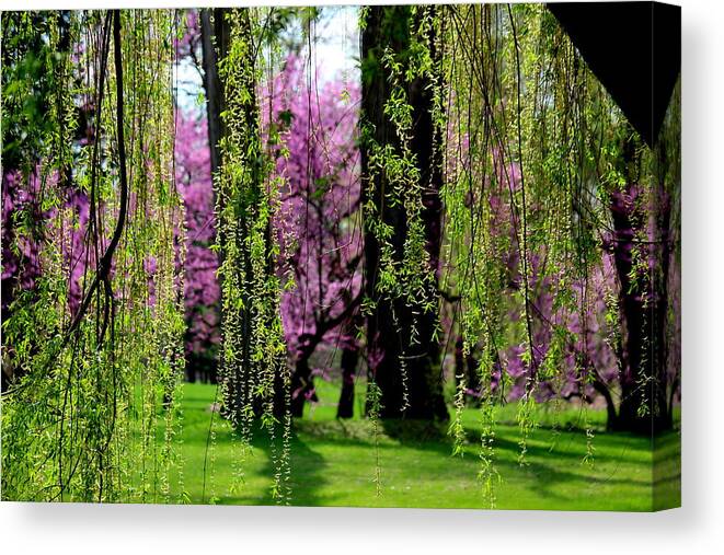 Spring Canvas Print featuring the photograph Through the Willows by Rosanne Jordan