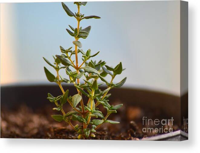 Macro Shots Canvas Print featuring the photograph Thyme by Laura Forde