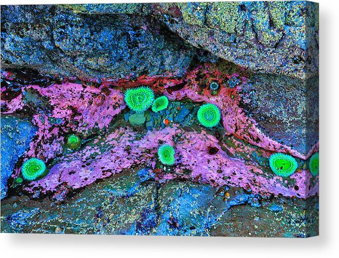 Anemone Canvas Print featuring the photograph Tide Pool Anemones by Greg Norrell