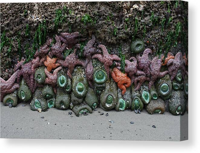 Olympic National Park Canvas Print featuring the photograph Tide Pool by Paul Schultz