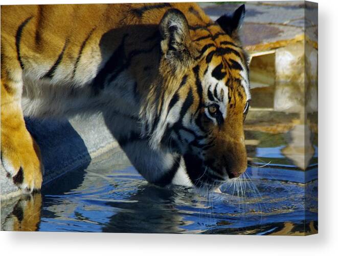 Lions Tigers And Bears Canvas Print featuring the photograph Tiger 2 by Phyllis Spoor