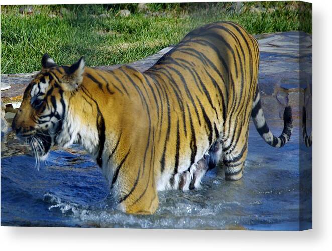 Lions Tigers And Bears Canvas Print featuring the photograph Tiger 4 by Phyllis Spoor