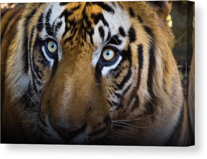 Tiger Canvas Print featuring the photograph Tiger close-up by SAURAVphoto Online Store