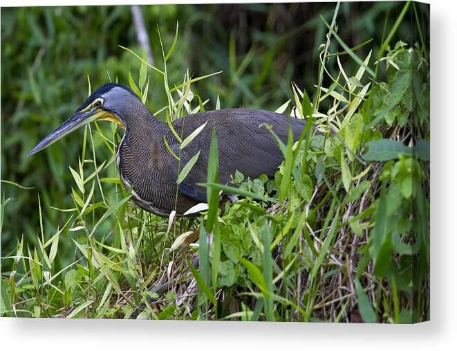 Nature Canvas Print featuring the photograph Tiger Heron 3 by Arthur Dodd
