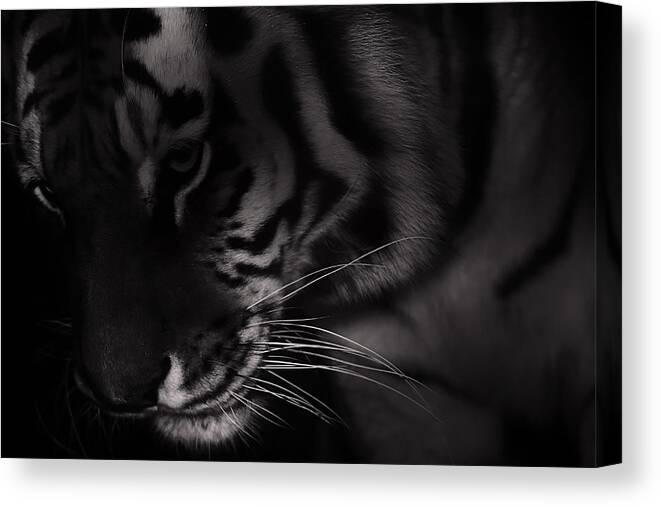 Tiger Canvas Print featuring the photograph Tiger Monochrome by Martin Newman
