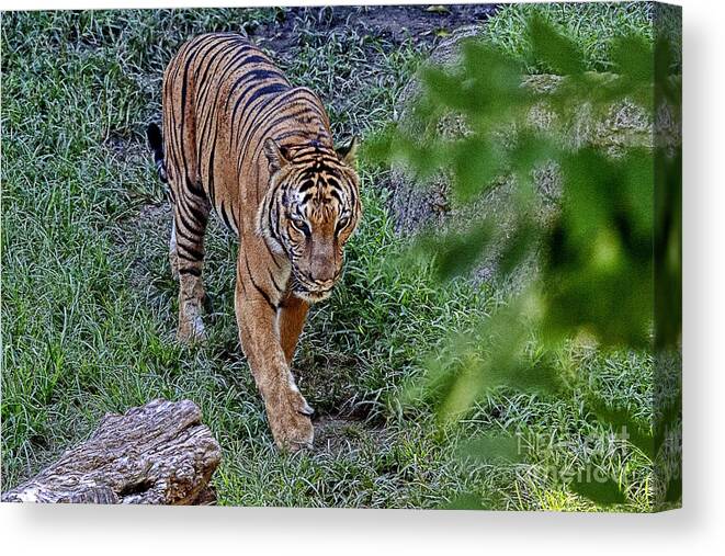 Tiger Canvas Print featuring the photograph Tiger on the Prowl V3 by Douglas Barnard