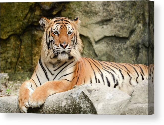 Animal Nose Canvas Print featuring the photograph Tiger by Pong6400