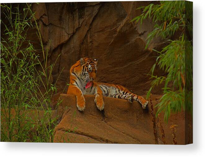 Tiger Canvas Print featuring the photograph Tiger resting by Andy Lawless