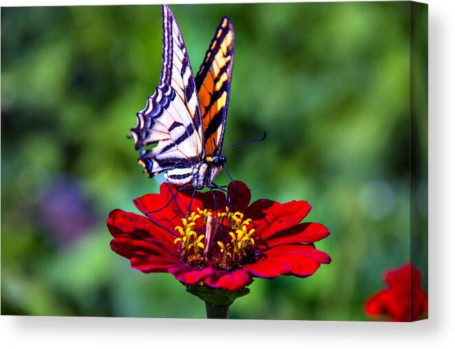 Red Canvas Print featuring the photograph Tiger Tail On Red Flower by Garry Gay