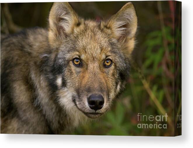00427714 Canvas Print featuring the photograph Timber Wolf in Denali by Yva Momatiuk John Eastcott