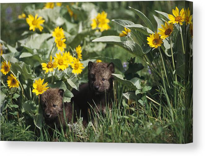 Feb0514 Canvas Print featuring the photograph Timber Wolf Pups And Flowers North by Gerry Ellis