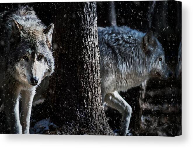 Wolf Canvas Print featuring the photograph Timber Wolves in the snow by Tracy Munson