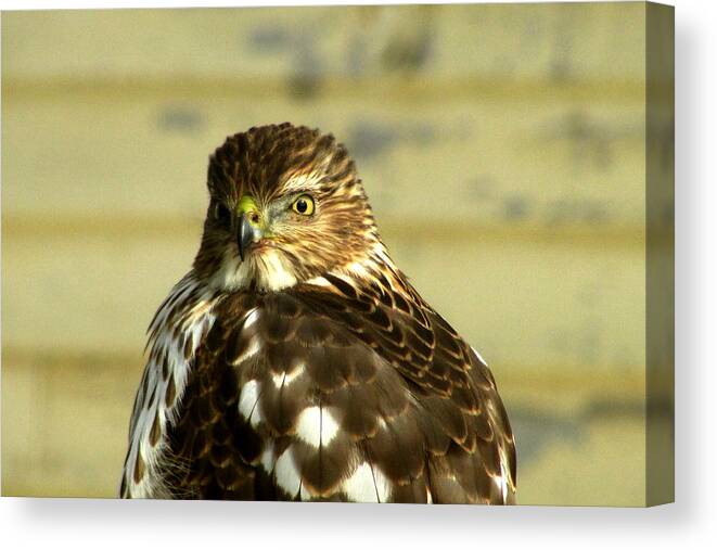 Hawk Cooper'ws Hawk Canvas Print featuring the photograph Time for My Close-up by Kimberly Mackowski