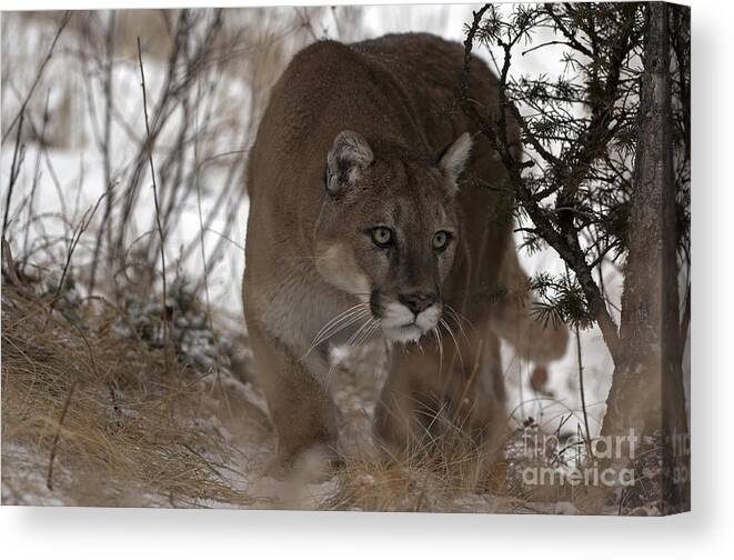Mountain Lion Canvas Print featuring the photograph Time Stands Still by Wildlife Fine Art