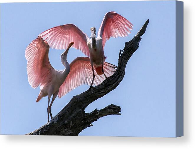 Crystal Yingling Canvas Print featuring the photograph Time to Fly by Ghostwinds Photography