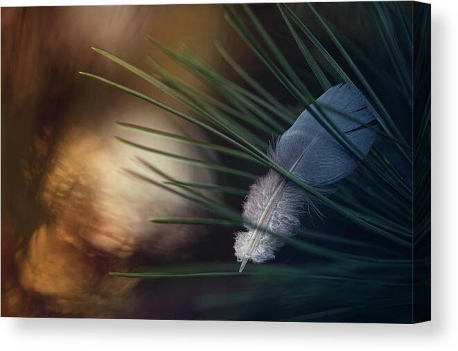 Feather Canvas Print featuring the photograph Tired Wings... by Dimitar Lazarov -