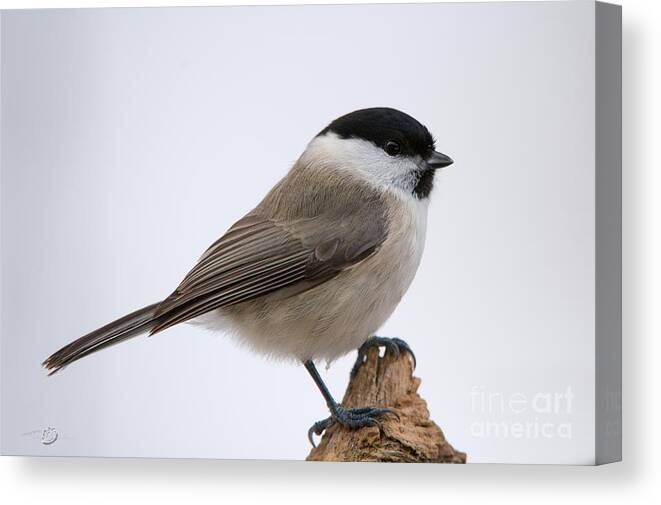 Titmouse Canvas Print featuring the photograph Titmouse by Torbjorn Swenelius