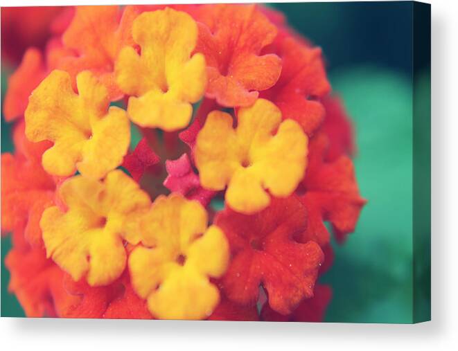 Flowers Canvas Print featuring the photograph To Make You Happy by Laurie Search