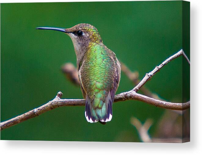 Ruby Throat Hummingbird Canvas Print featuring the photograph To The Left - To The Left by Robert L Jackson