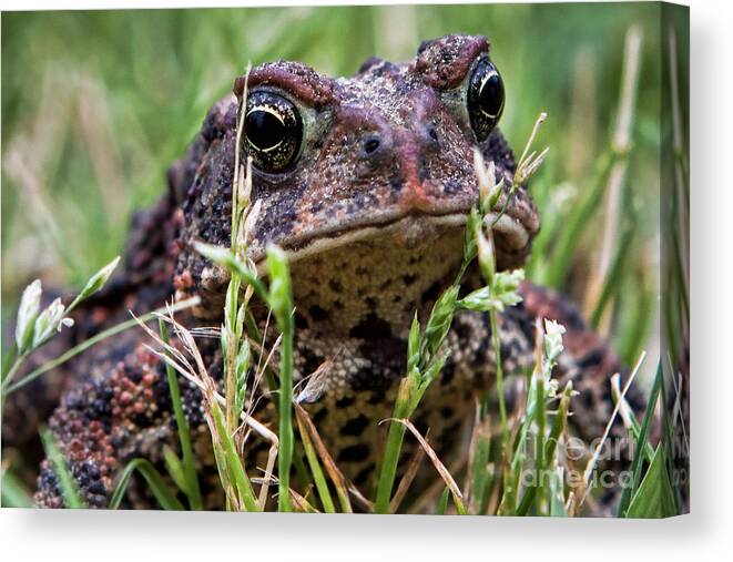 Amphibian Canvas Print featuring the photograph Toad Close Up by Lawrence Burry