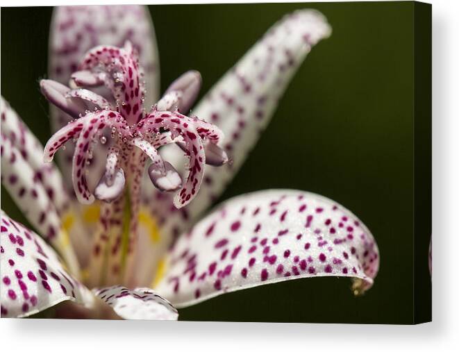 Flower Canvas Print featuring the photograph Toad Lily in Autumn by Clare Bambers
