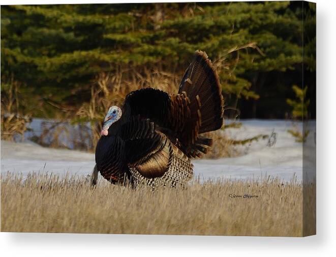 Turkey Canvas Print featuring the photograph Tom Turkey by Steven Clipperton