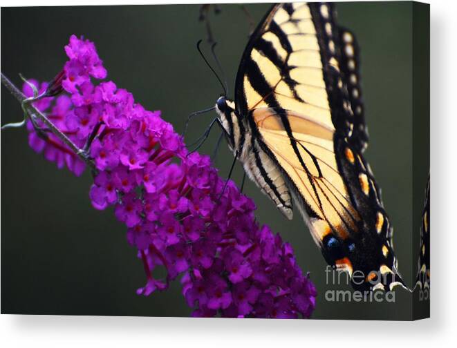 Butterfly Canvas Print featuring the photograph Too Close For Comfort by Judy Wolinsky
