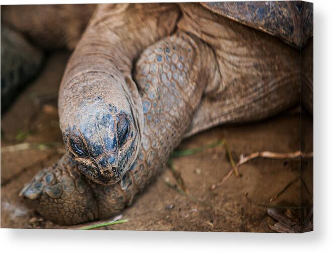 Giant Turtles Canvas Print featuring the photograph Tooo Tired by Jenny Rainbow
