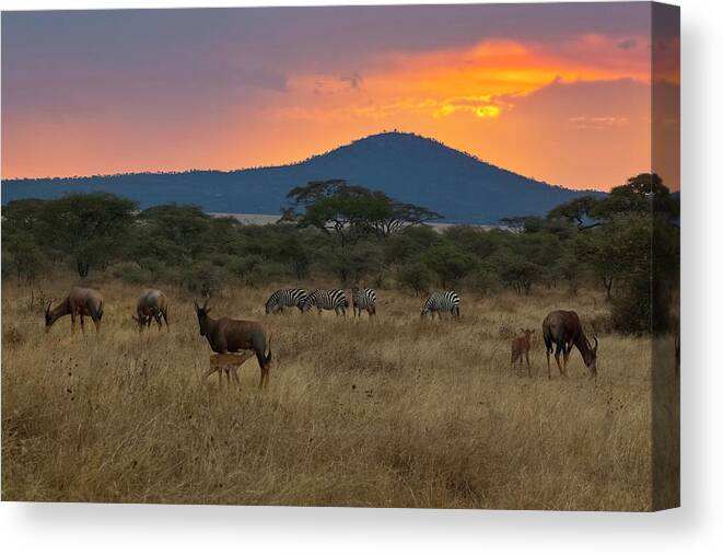 Scenics Canvas Print featuring the photograph Topi And Zebra At Sunset, Serengeti by John Wang